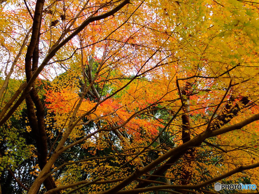 12/6　四季の森公園の紅葉1。