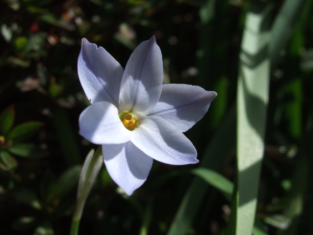 華 #260