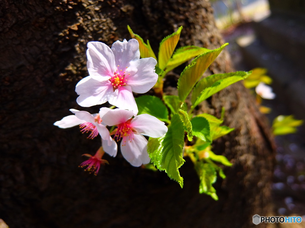 華 #29