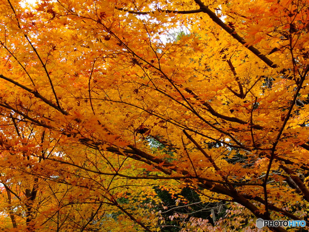 12/6　四季の森公園の紅葉4。