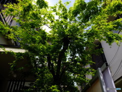 4/9 神楽坂裏路地より　＃3