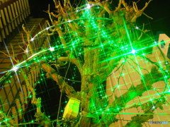 GREEN SHOWER
