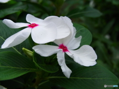 RICOH  初マクロ1。