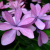 華 #218