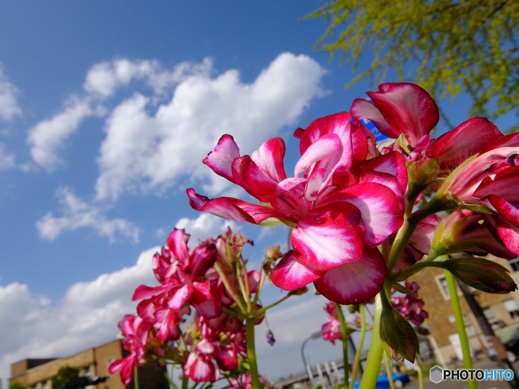 華 #43