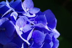 華 #305
