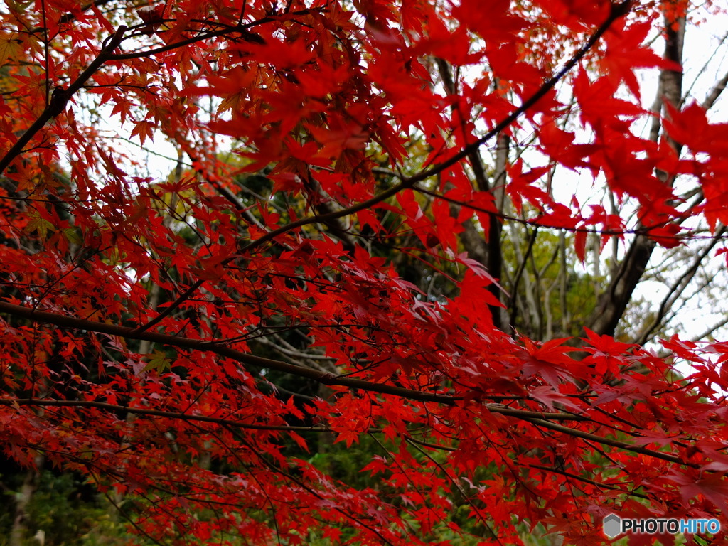 12/6　四季の森公園の紅葉3。