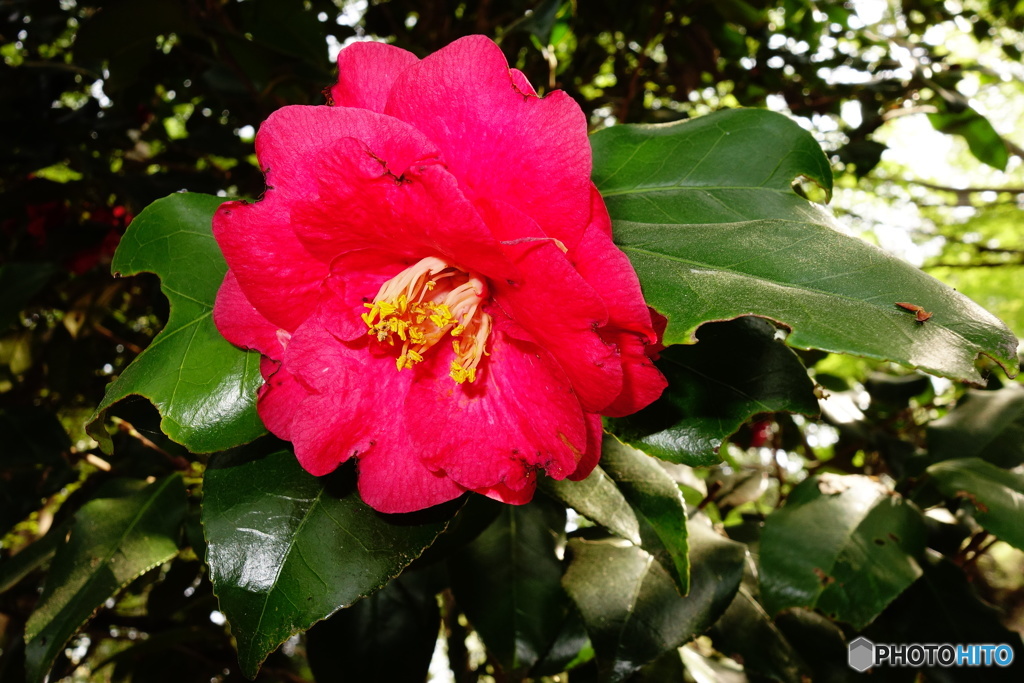 華 #35