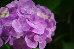 華 #295