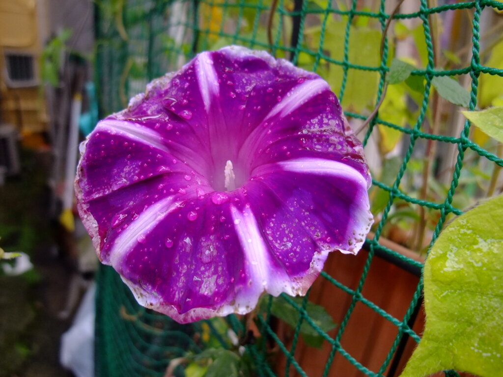 華 #186