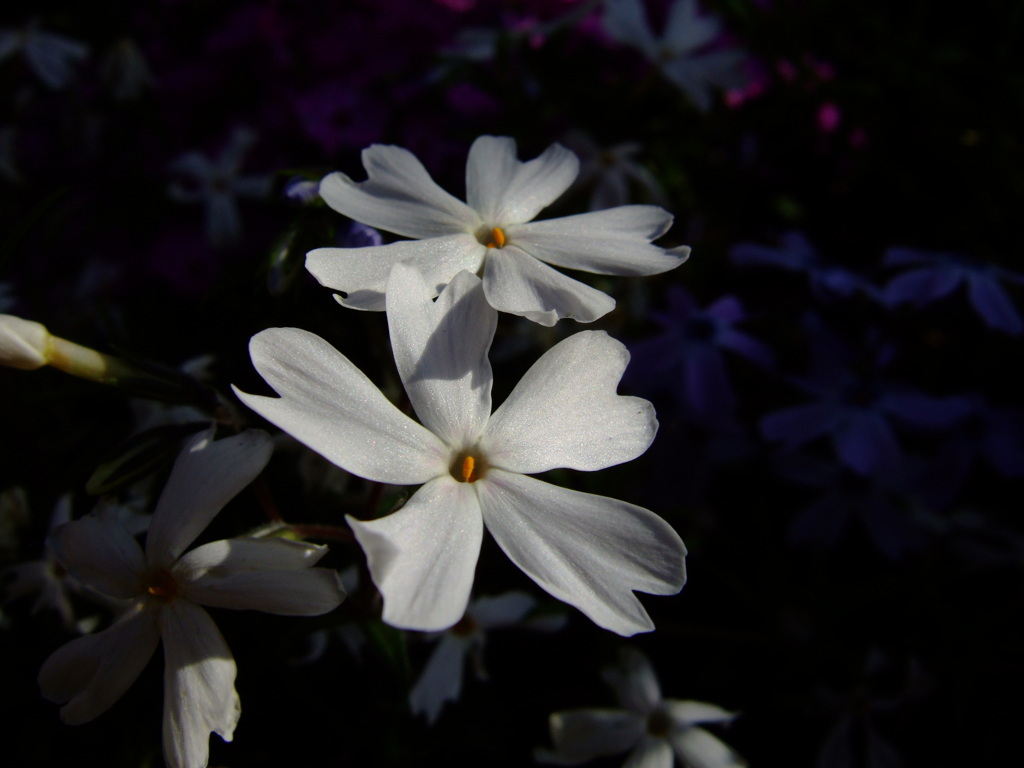 華 #283