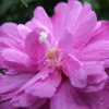 華 #146