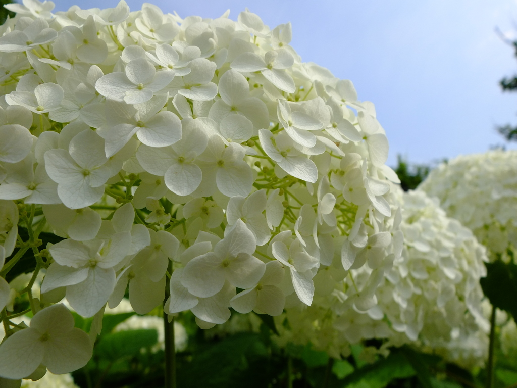 紫陽花　白。