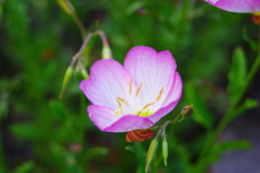 華 #299