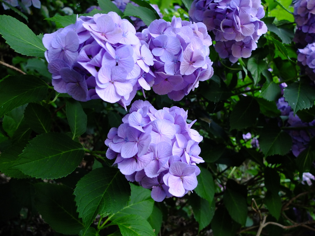 紫陽花　青。