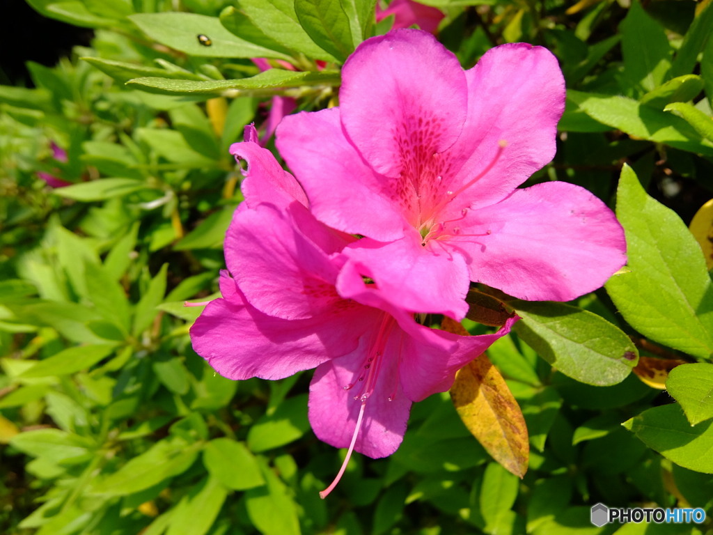 華 #41