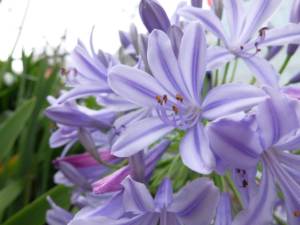 華 #129