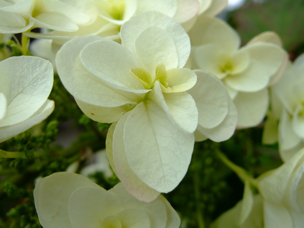 華 #210