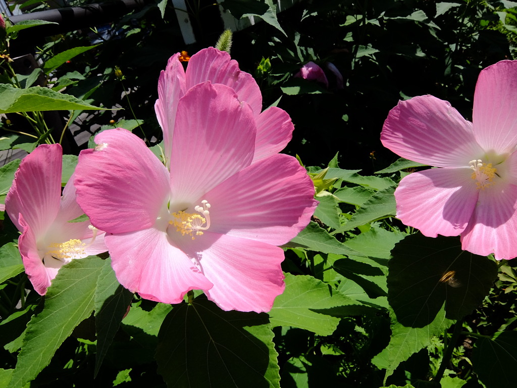 華 #87