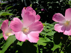 華 #87
