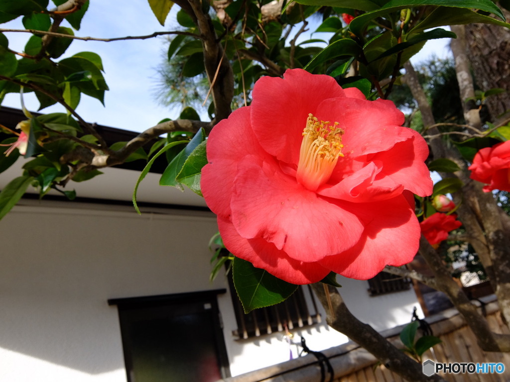 3/18鎌倉 #8