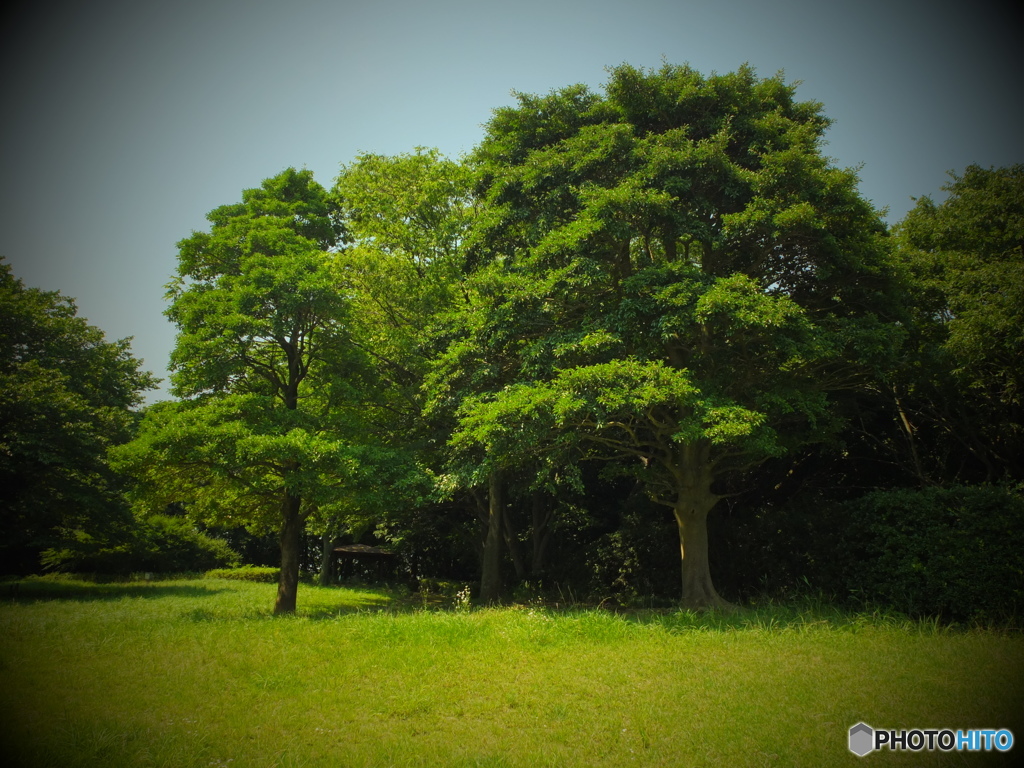 横浜四季の森公園1。