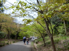 今年の桜の木、その後。