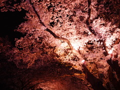 夜桜2。
