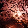 夜桜2。