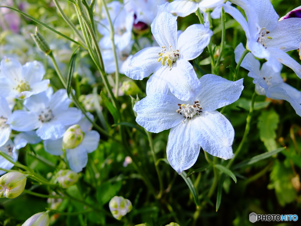 華 #56