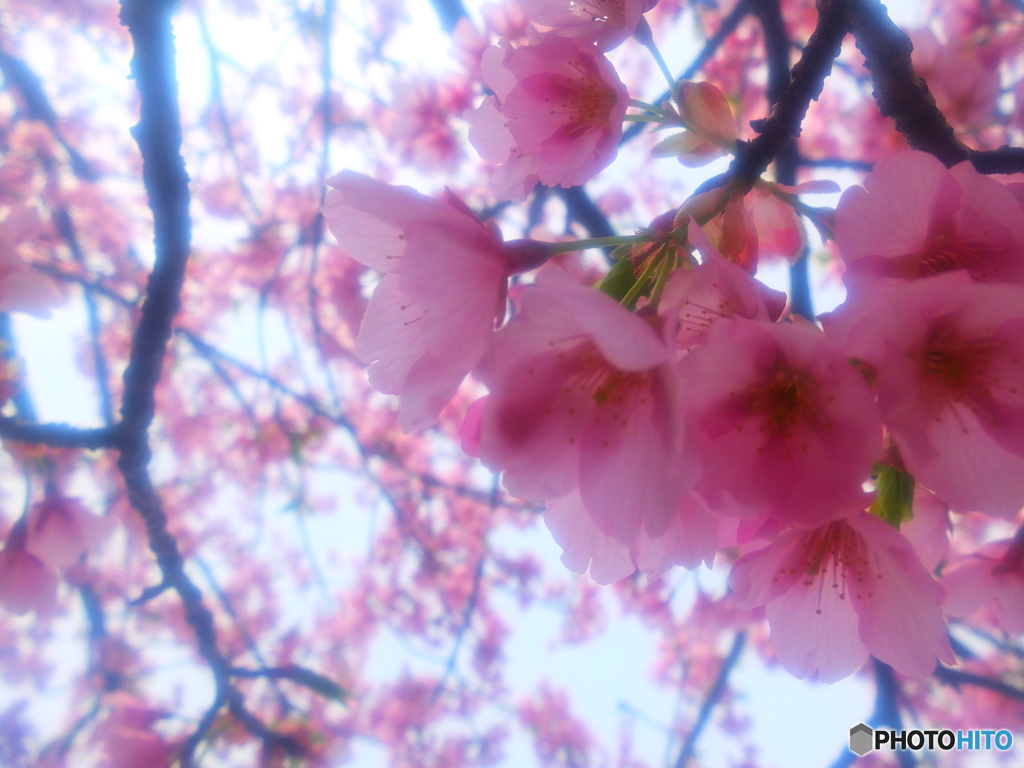 haru　photo　5