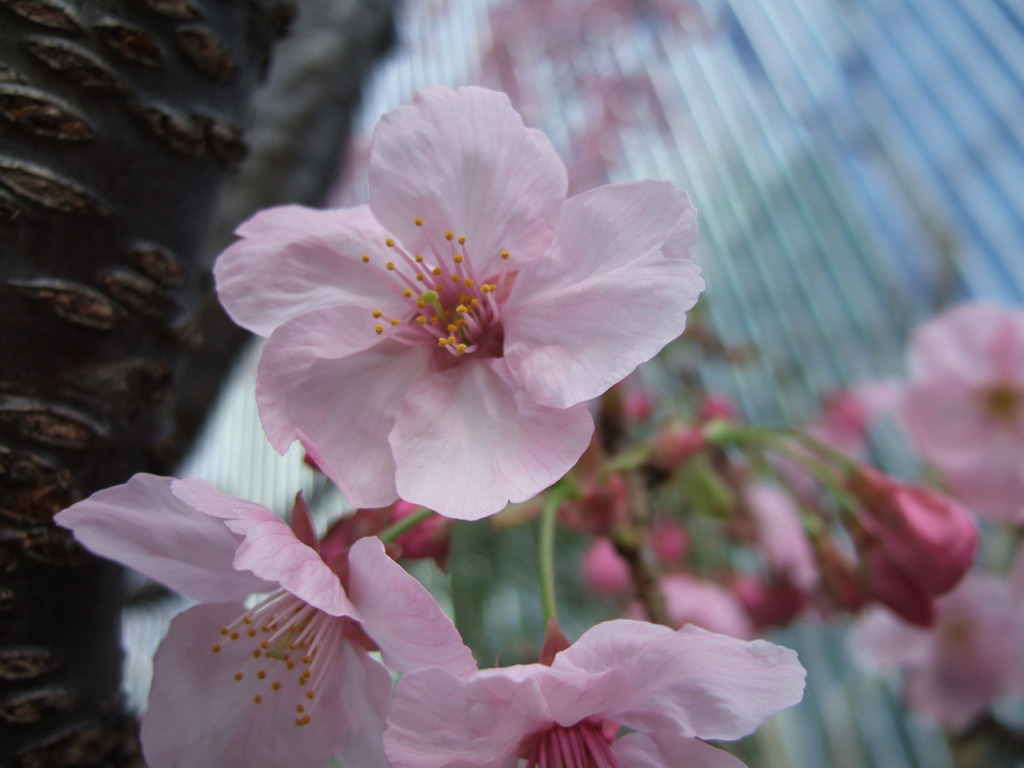 華 #267