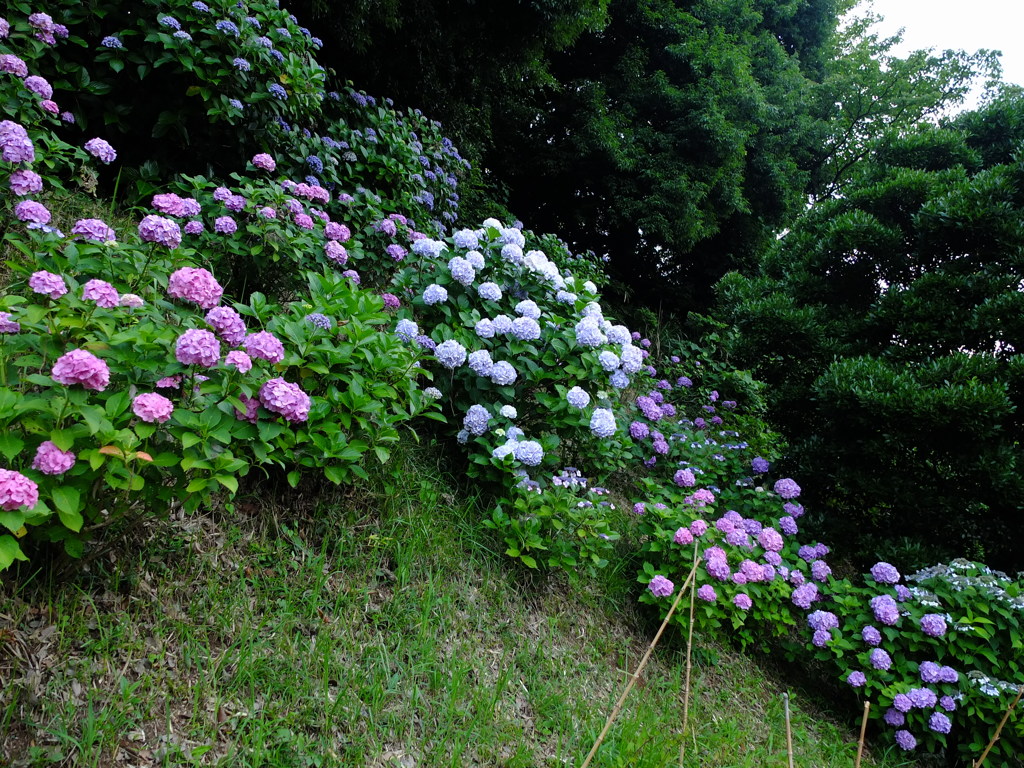 紫陽花の丘。