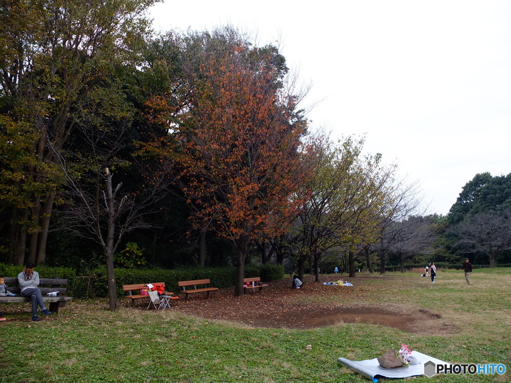 11/22　横浜四季の森公園1。