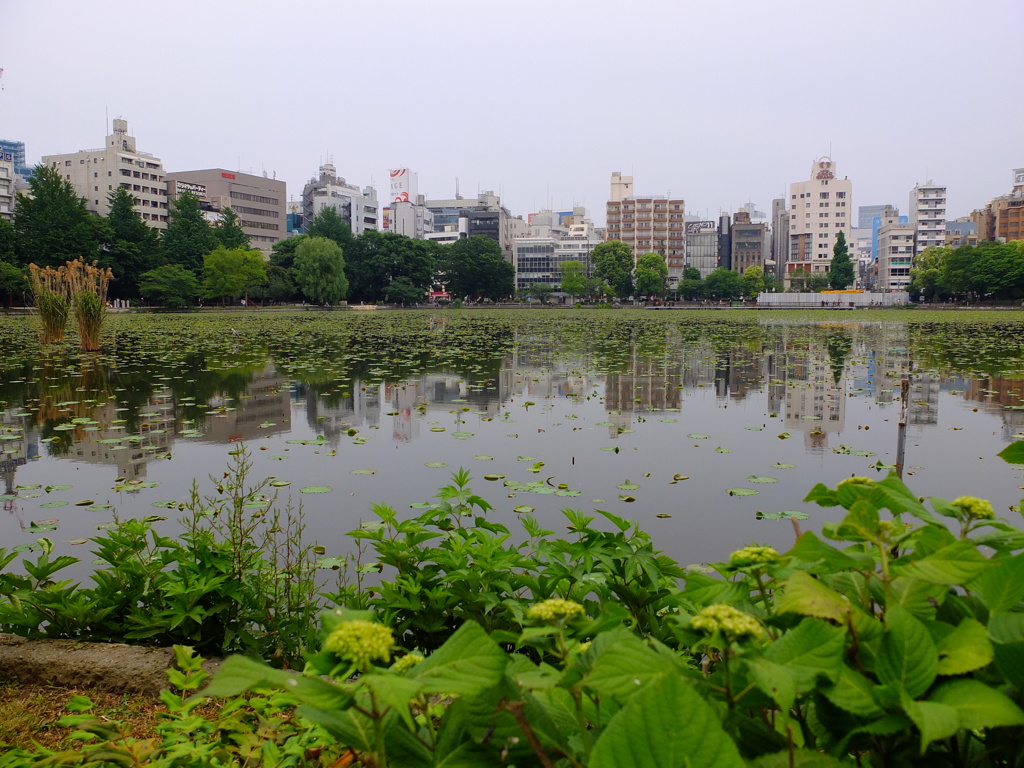 上野不忍池2。
