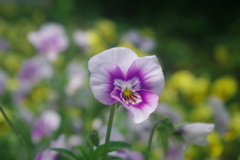 華 #294