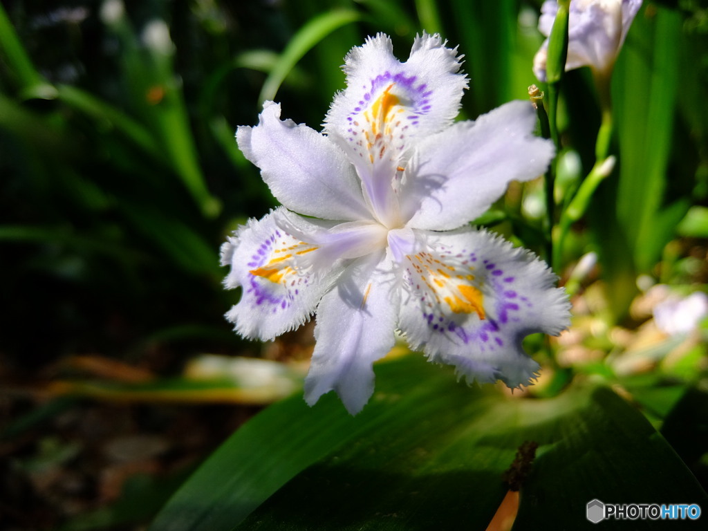 華 #42