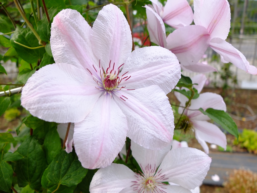 ジョンポール。