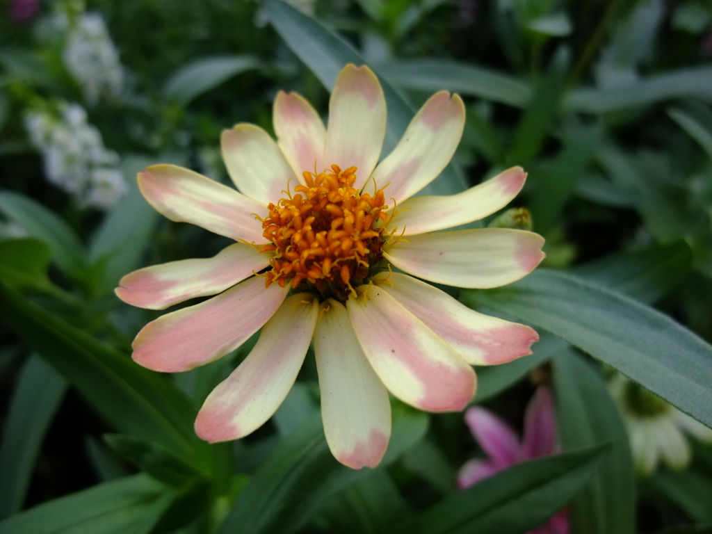 華 #143