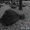 11/22　横浜四季の森公園2。
