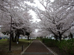 桜Road2。