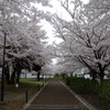 桜Road2。