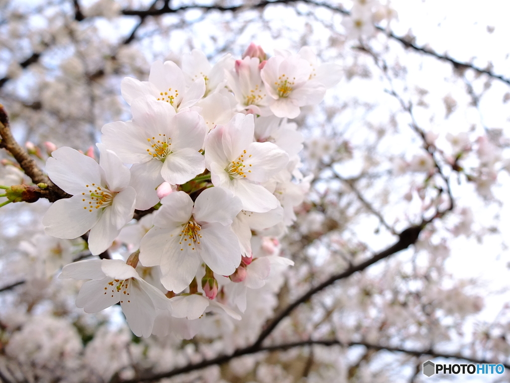 華 #22