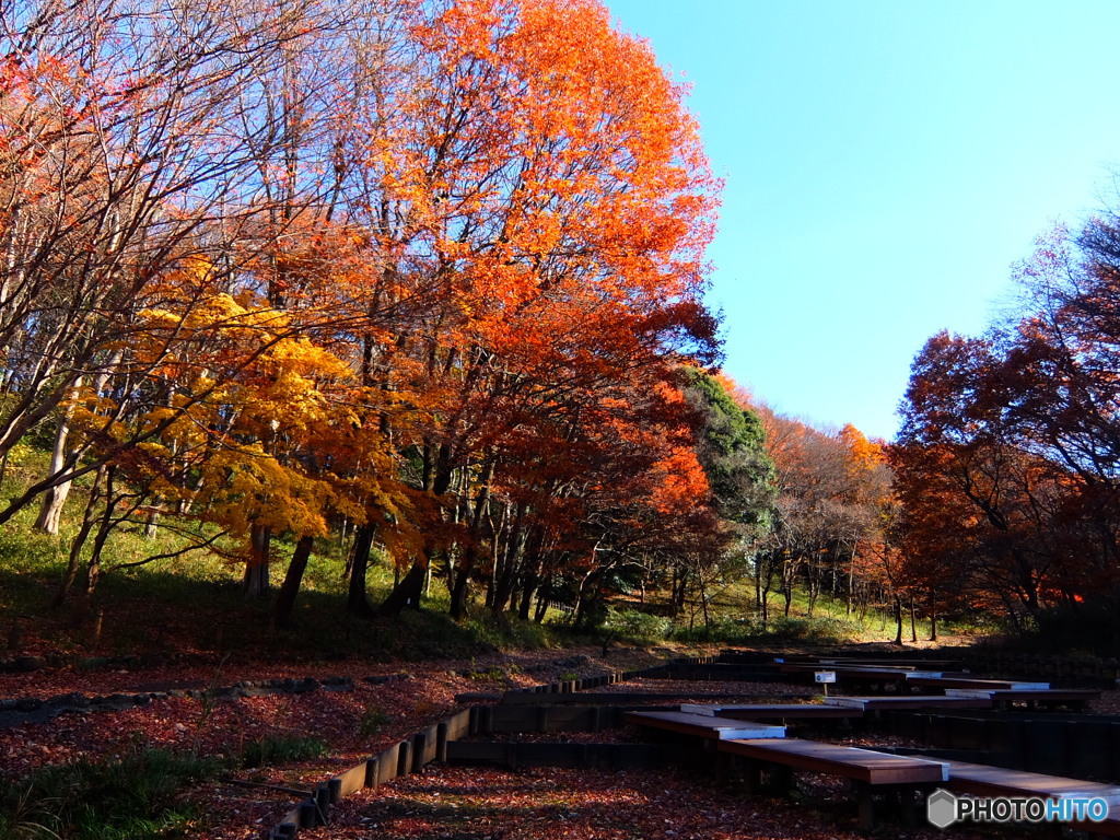 横浜四季の森公園より #2