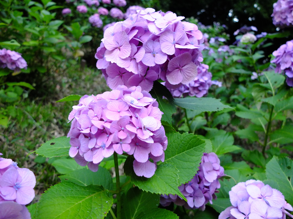 紫陽花　紫。