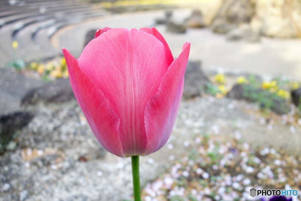 華 #34