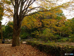 11/22　横浜四季の森公園7。