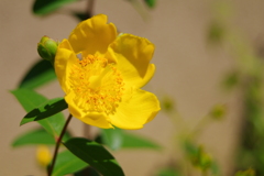 華 #302