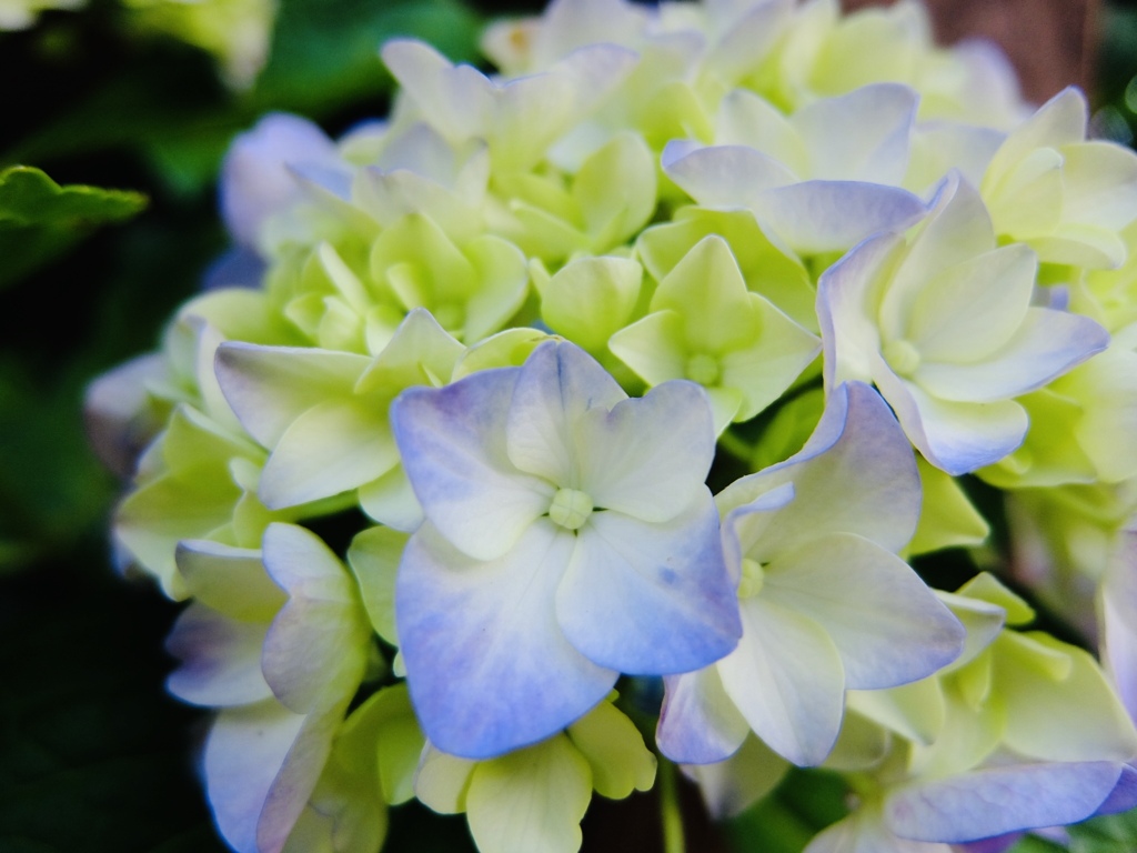 華 #168
