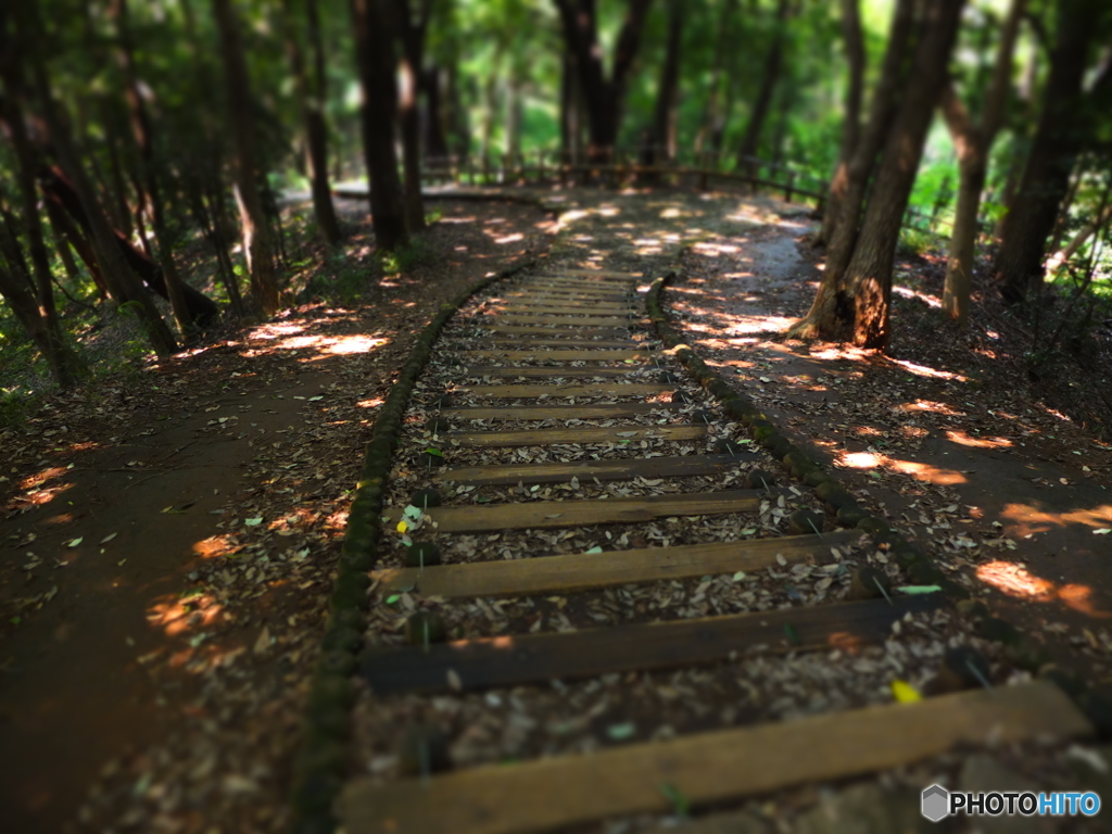 散歩道。